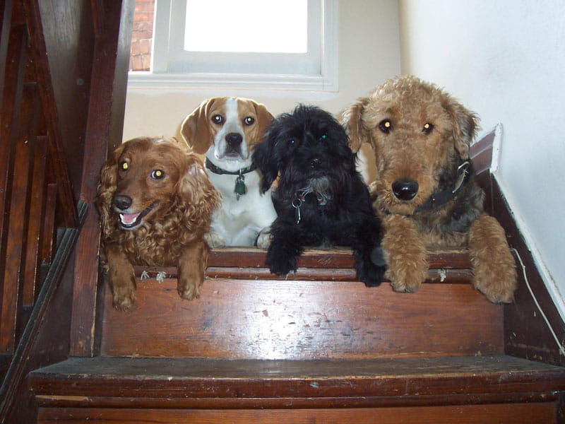 Dogs posing together on the stairs for a photo with Mellow Vibes Dog Training
