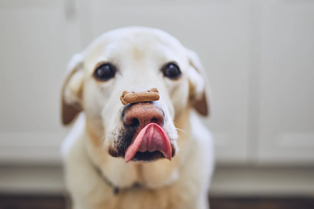 Dog Tricks Balance Treat on Nose