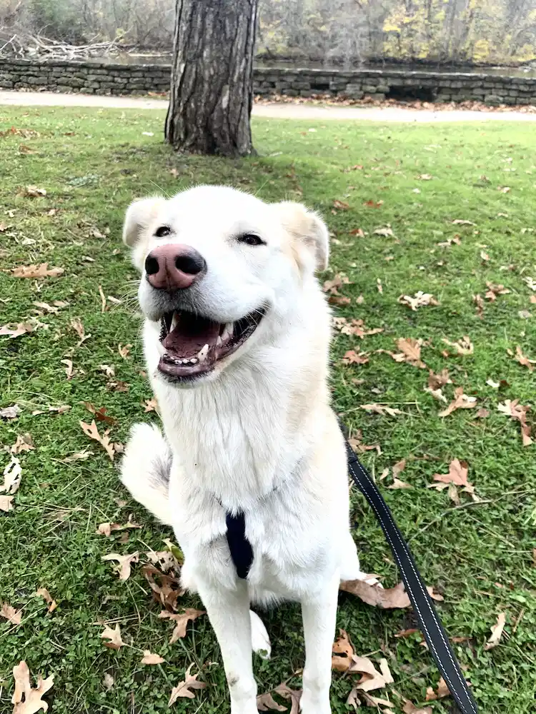 Happy dog smiling while posing for a pic in a Toronto park with Mellow Vibes Dog Training