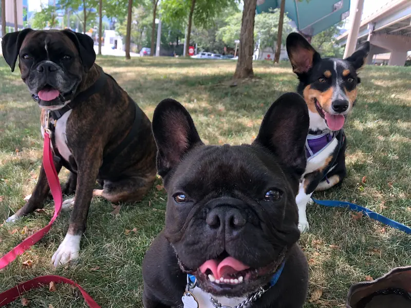 A well-behaved group of dogs posing for a group photo while out for a walk in Toronto with Mellow Vibes Dog Training