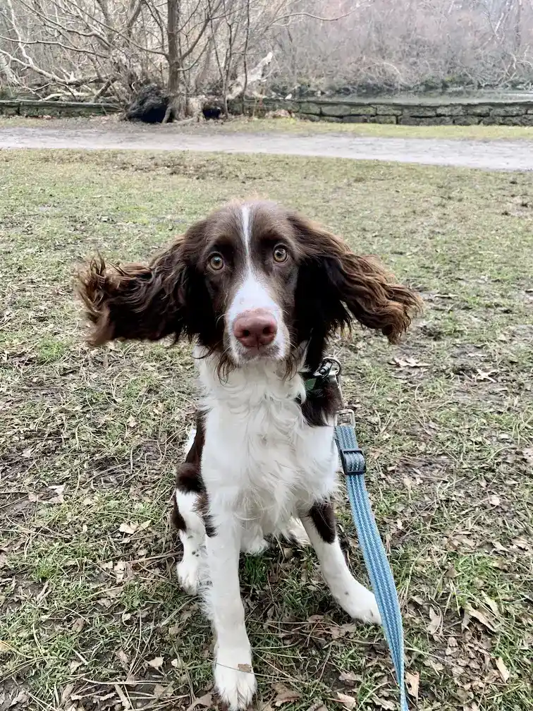 Dog sitting and posing for a picture in a Toronto park with Mellow Vibes Dog Training
